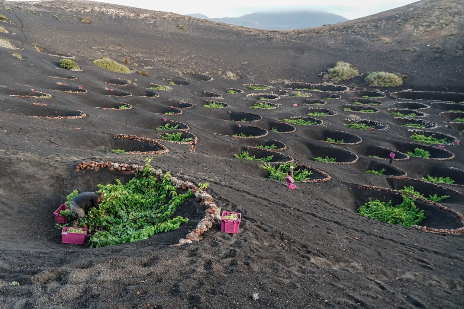 Vendangeurs remplissant des caisses de raisin blanc entre les cuvettes de vigne de La Geria, Lanzarote