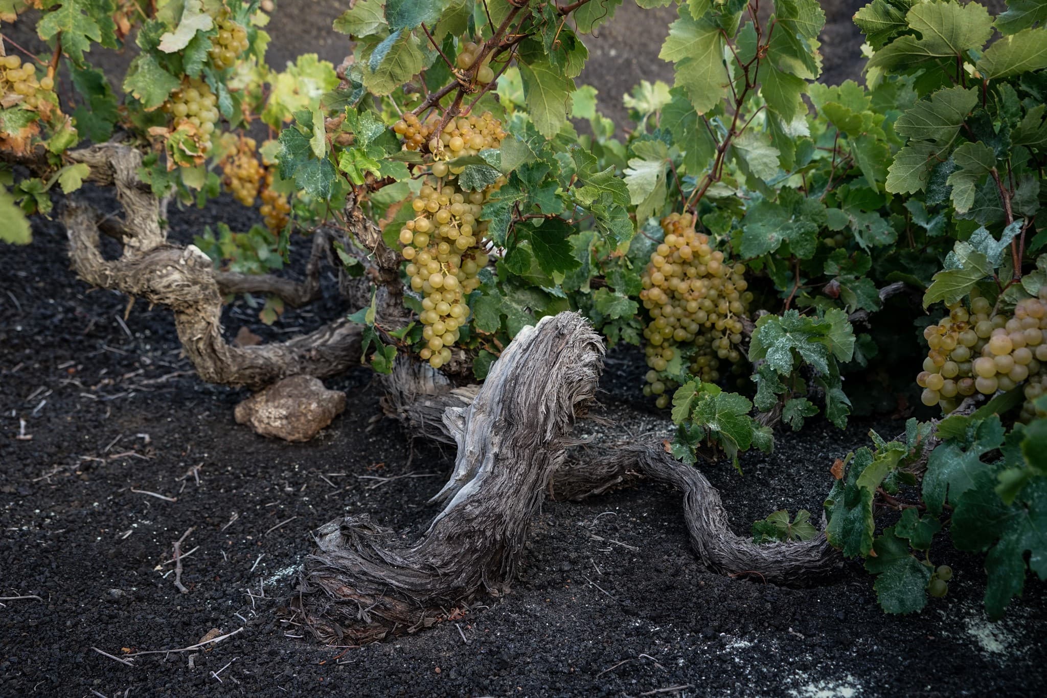 Vieux cep tortueux portant des grappes de raisin blanc mûr au ras du gravier volcanique noir