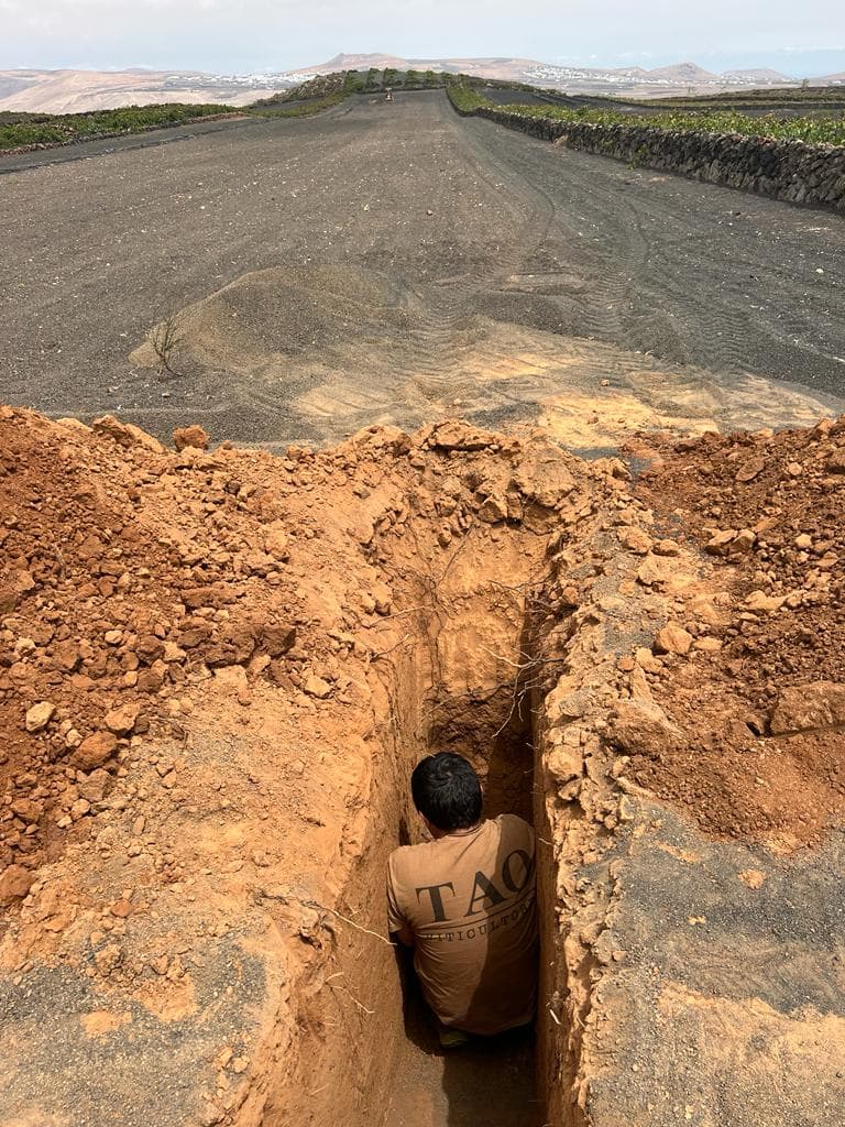 Viticulteur de Jable de Tao accroupi dans une tranchée creusée dans le gravier volcanique et la terre rouge dans un vignoble de Lanzarote