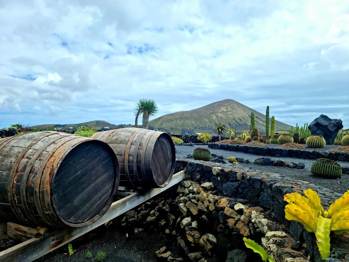 Volcanic vineyard in La Geria with traditional stone zocos in Lanzarote